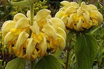 Yellow Jerusalem Sage Flower seeds for Planting - Easy to Grow, Heirloom & GMO Free Seeds for Home Garden
Sale for planting in home garden.