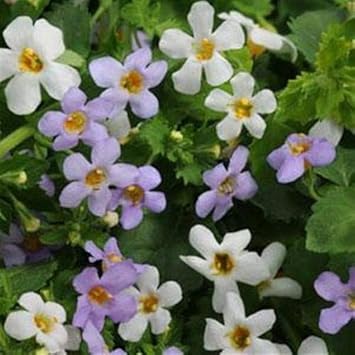 White Bacopa Utopia Flower seeds for Planting - Vibrant Colors, Heirloom & GMO Free Seeds for Home Garden
Sale for planting in home garden.