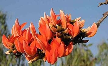 Monosperma Flower seeds for Planting - Vibrant Colors, Heirloom & GMO Free Seeds for Home Garden
Sale for planting in home garden.