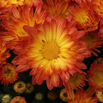 Red Yellow Chrysanthemum Flower seeds for Planting - Bright Blooms, Heirloom & GMO Free Seeds for Home Garden
Sale for planting in home garden