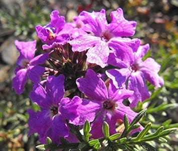 Purple Moss Verbena Flower seeds for Planting - Cut Flower Favorite, Heirloom & GMO Free Seeds for Home Garden
Sale for planting in home garden