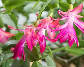 Weihnachtskaktus Flower seeds for Planting - Seasonal Bloomer, Heirloom & GMO Free Seeds for Home Garden
Sale for planting in home garden.