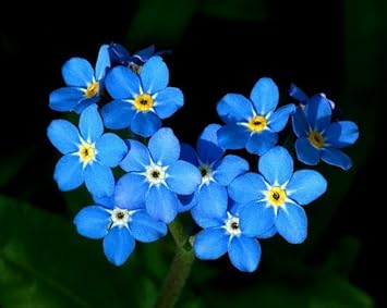 Blue Myosotis Alpestris Flower seeds for Planting - Cut Flower Favorite, Heirloom & GMO Free Seeds for Home Garden
Sale for planting in home garden.