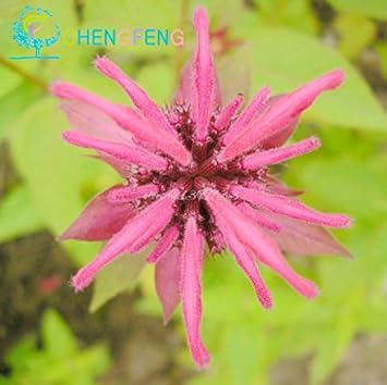 Pink Monarda Flower seeds for Planting - Vibrant Colors, Heirloom & GMO Free Seeds for Home Garden
Sale for planting in home garden