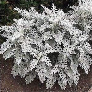 Gray Cineraria Dusty Flower seeds for Planting - Seasonal Bloomer, Heirloom & GMO Free Seeds for Home Garden
Sale for planting in home garden.