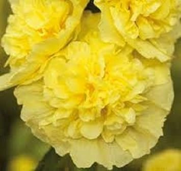 Yellow Hollyhock Flower seeds for Planting - Colorful Display, Heirloom & GMO Free Seeds for Home Garden
Sale for planting in home garden