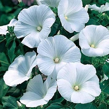 Pansy White Flower seeds for Planting - Bright Blooms, Heirloom & GMO Free Seeds for Home Garden
Sale for planting in home garden