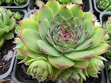 Green Chicks Sempervivum Flower seeds for Planting - Sun Loving, Heirloom & GMO Free Seeds for Home Garden
Sale for planting in home garden.