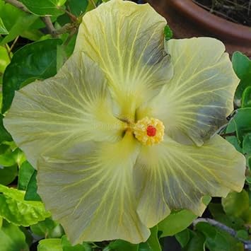 Light Grey Hibiscus Flower seeds for Planting Long Bloom Season Heirloom & GMO Free Seeds for Home Garden
Sale seeds for home garden planting