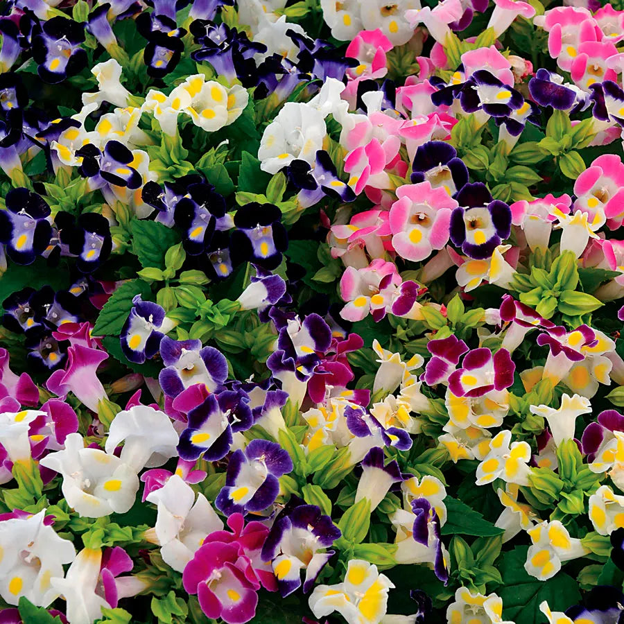 shade tolerant flower seeds Torenia Fournieri Flower Seeds for Planting – Heirloom, Non-GMO, Shade – Pure Asia Seeds