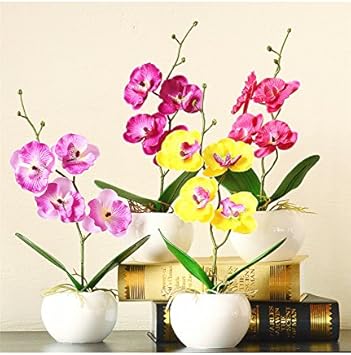 Mixed Doritaenopsis Orchid Flower seeds for Planting - Drought Tolerant, Heirloom & GMO Free Seeds for Home Garden
Sale for planting in home garden.