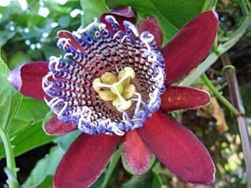 Red Passiflora Alata Flower seeds for Planting - Premium Quality, Heirloom & GMO Free Seeds for Home Garden
Sale for planting in home garden