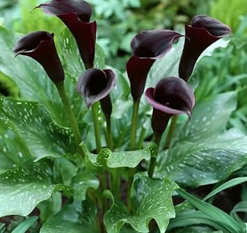 Deep Purple Calla Flower seeds for Planting - Cottage Garden Essential, Heirloom & GMO Free Seeds for Home Garden
Sale for planting in home garden