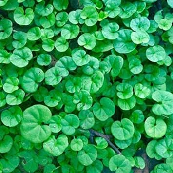 Green Dichondra Repens Lawn Flower seeds for Planting - Cut Flower Favorite, Heirloom & GMO Free Seeds for Home Garden
Sale for planting in home garden.