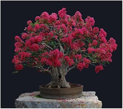 Crepe Myrtle Flower seeds for Planting - Premium Quality, Heirloom & GMO Free Seeds for Home Garden
Sale for planting in home garden