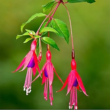 Purple Fuchsia Magellanica Flower seeds for Planting - Sun Loving, Heirloom & GMO Free Seeds for Home Garden
Sale for planting in home garden.