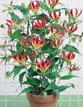 Red Yellow Gloriosa Rothschildiana Flower seeds for Planting - Fragrant Blossoms, Heirloom & GMO Free Seeds for Home Garden
Sale for planting in home garden.