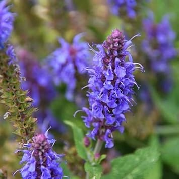 Hyssop Flower seeds for Planting Long Bloom Season Heirloom & GMO Free Seeds for Home Garden
Sale for planting in home garden