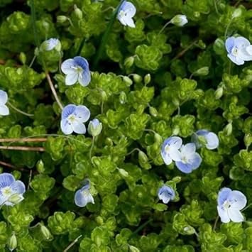 Blue Veronica Repens Flower seeds for Planting - Compact Growth, Heirloom & GMO Free Seeds for Home Garden
Sale for planting in home garden