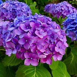 Blue Purple Hydrangea Flower seeds for Planting Long Bloom Season Heirloom & GMO Free Seeds for Home Garden
Sale seeds for home garden planting