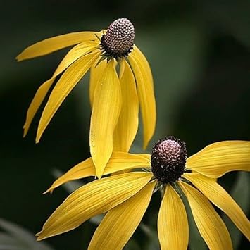 Yellow ConeFlower seeds for Planting - Colorful Display, Heirloom & GMO Free Seeds for Home Garden
Sale for planting in home garden.