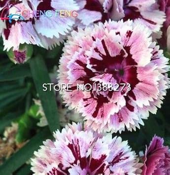 White Maroon Dianthus Flower seeds for Planting Premium Quality Heirloom & GMO Free Seeds for Home Garden
Sale seeds for home garden planting