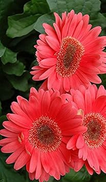 Gerbera Flower seeds for Planting - Premium Quality, Heirloom & GMO Free Seeds for Home Garden
Sale for planting in home garden.