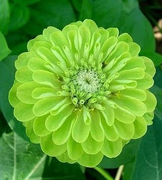 Light Green Zinnia Flower seeds for Planting - Premium Quality, Heirloom & GMO Free Seeds for Home Garden
Sale for planting in home garden