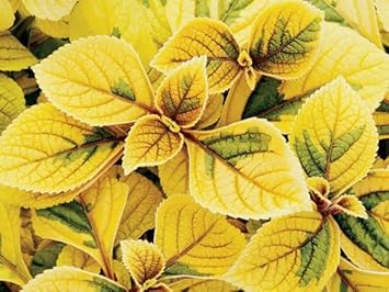 Coleus Yellow Flower seeds for Planting - Pollinator Friendly, Heirloom & GMO Free Seeds for Home Garden
Sale seeds for planting in home garden