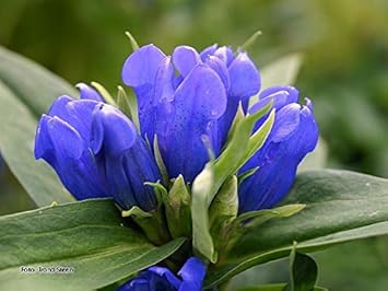 Blue Gentian Flower seeds for Planting - Fragrant Blossoms, Heirloom & GMO Free Seeds for Home Garden
Sale for planting in home garden