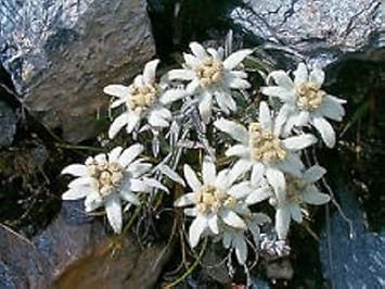 White Edelweiss Ground Flower seeds for Planting - Bright Blooms, Heirloom & GMO Free Seeds for Home Garden
Sale for planting in home garden