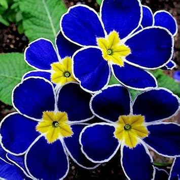 Blue Primrose Flower seeds for Planting - Drought Tolerant, Heirloom & GMO Free Seeds for Home Garden
Sale for planting in home garden