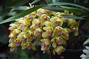 Cream Cymbidium Flower seeds for Planting - Pollinator Friendly, Heirloom & GMO Free Seeds for Home Garden
Sale seeds for planting in home garden