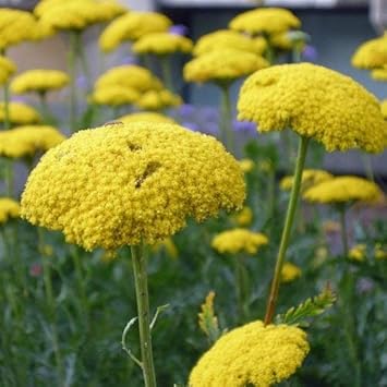 Yellow Achillea Flower seeds for Planting - Fragrant Blossoms, Heirloom & GMO Free Seeds for Home Garden
Sale for planting in home garden