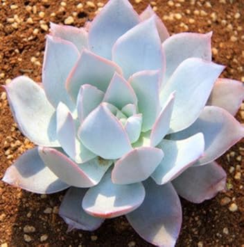 White Echeveria Cante Flower seeds for Planting - Garden Favorite, Heirloom & GMO Free Seeds for Home Garden
Sale for planting in home garden