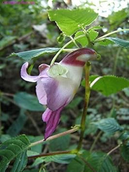 Parrot Orchid Flower seeds for Planting - Shade Tolerant, Heirloom & GMO Free Seeds for Home Garden
Sale for planting in home garden