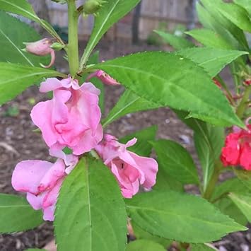 Pink Balsam Camellia Flower seeds for Planting Fragrant Blossoms Heirloom & GMO Free Seeds for Home Garden
Sale seeds for home garden planting