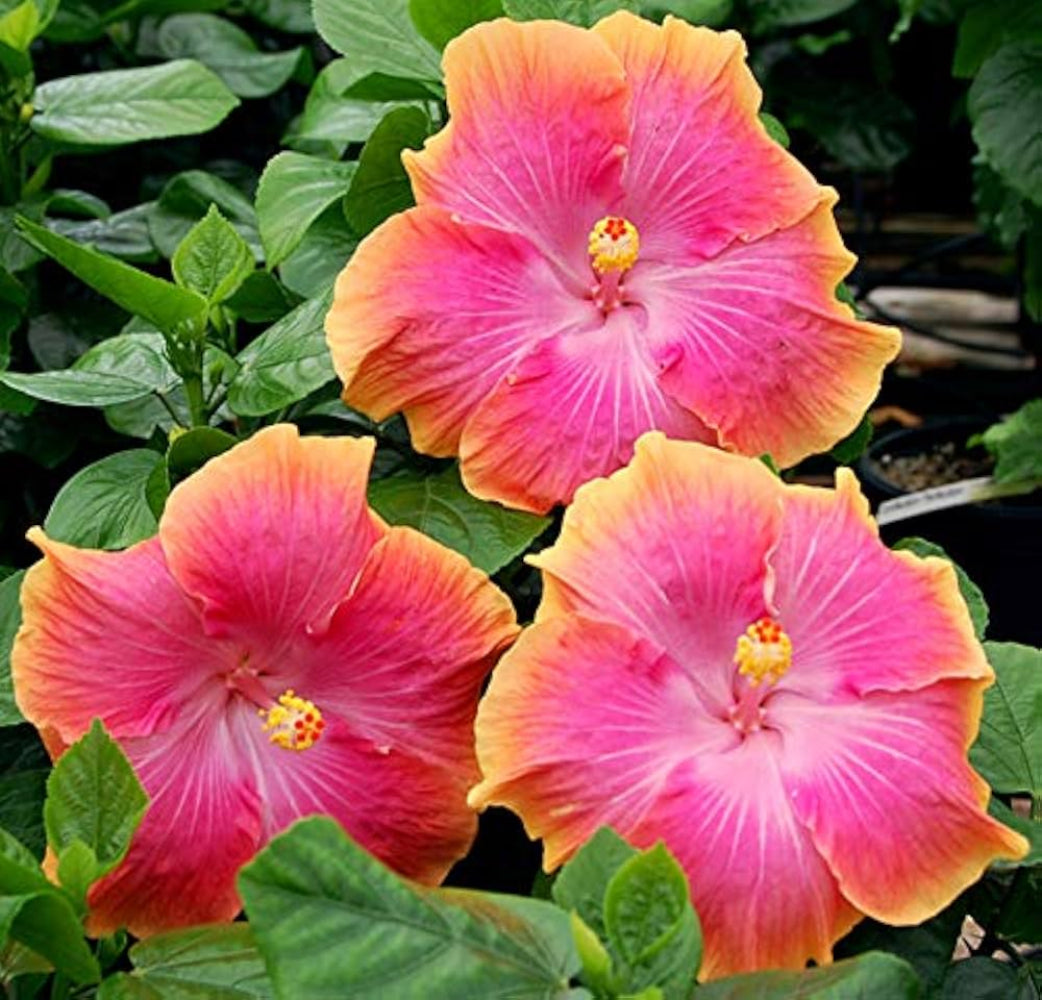 Pink Orange Hibiscus Flower Seeds