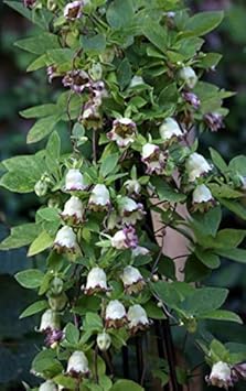 Green Purple Hibiscus Flower seeds for Planting - Shade Tolerant, Heirloom & GMO Free Seeds for Home Garden
Sale for planting in home garden.