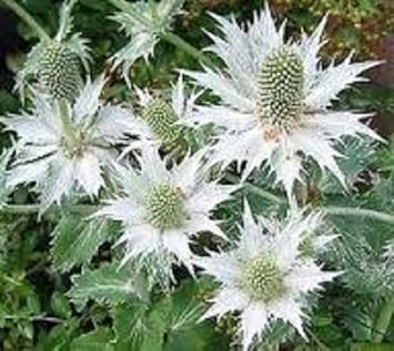 White Eryginum Flower seeds for Planting - Fragrant Blossoms, Heirloom & GMO Free Seeds for Home Garden
Sale for planting in home garden.