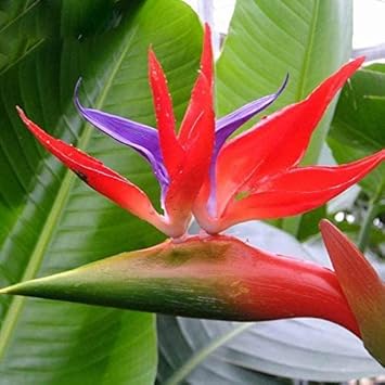 Red Strelitzia Flower seeds for Planting - Long Bloom Season, Heirloom & GMO Free Seeds for Home Garden
Sale for planting in home garden