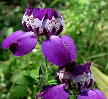 Purple Heterophylla Flower seeds for Planting Wildflower Mix Heirloom & GMO Free Seeds for Home Garden
Sale seeds for home garden planting