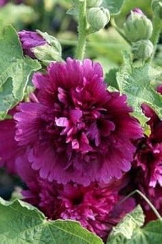 Purple Hollyhock Flower seeds for Planting - Sun Loving, Heirloom & GMO Free Seeds for Home Garden
Sale for planting in home garden