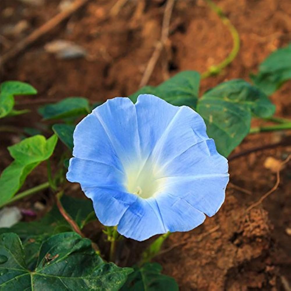 Prunkwinde 'Heavenly Blue' Blumensamen
