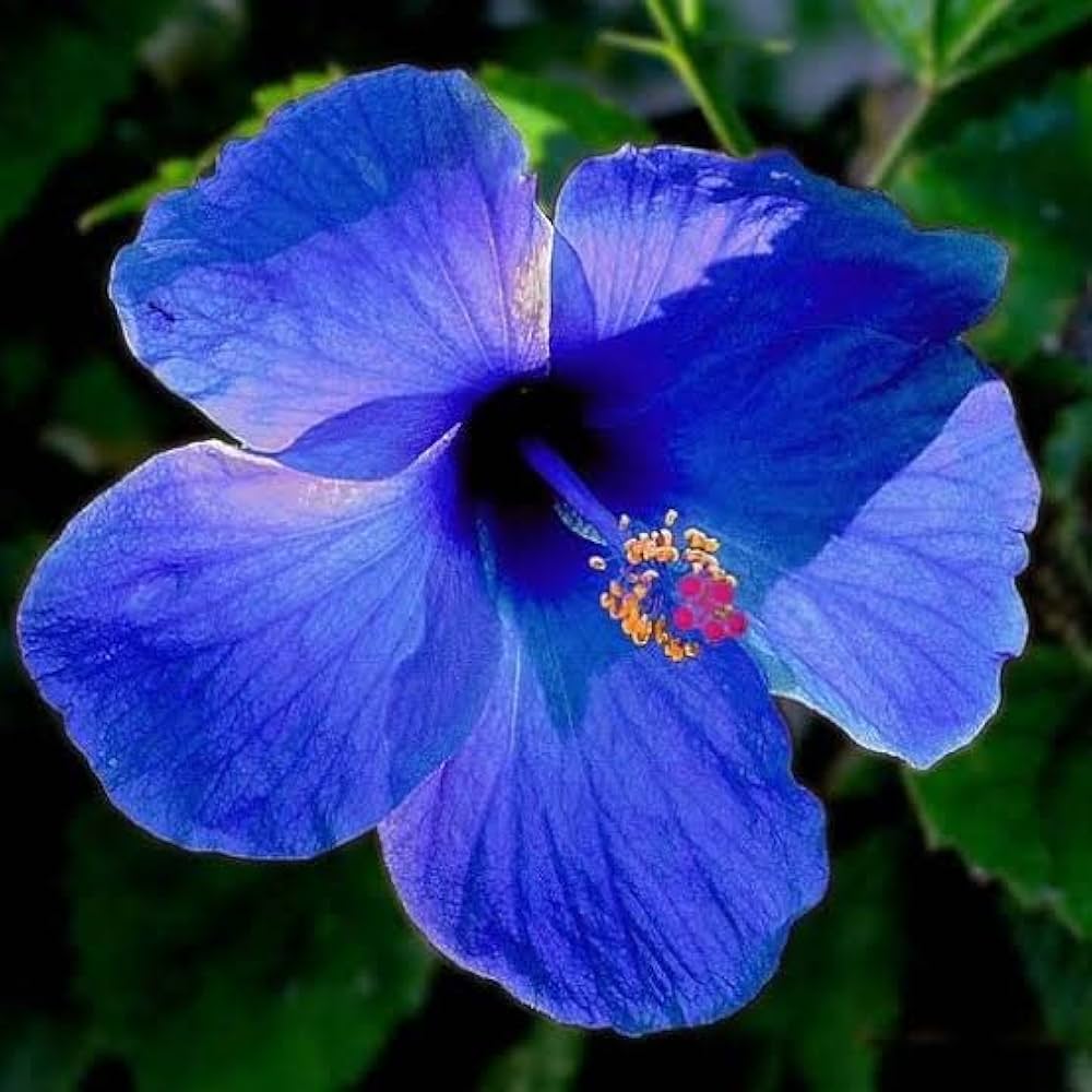 Semillas de flores de hibisco azul
