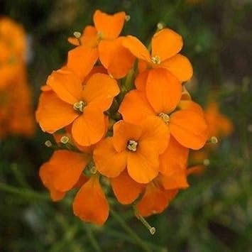 Orange WallFlower seeds for Planting - Seasonal Bloomer, Heirloom & GMO Free Seeds for Home Garden
Sale for planting in home garden.