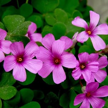 Heirloom Oxalis Flower seeds for Planting Drought Tolerant Heirloom & GMO Free Seeds for Home Garden
Sale for planting in home garden