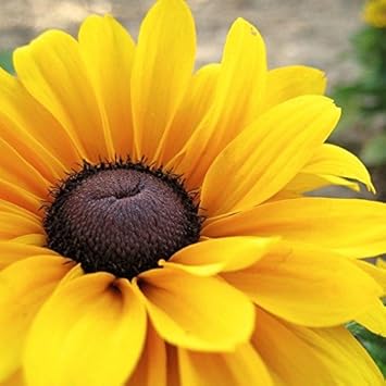 Yellow Black Susan Flower seeds for Planting - Drought Tolerant, Heirloom & GMO Free Seeds for Home Garden
Sale for planting in home garden.