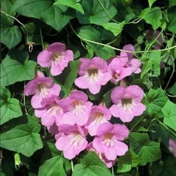 Lavender Creeping Gloxinia Flower seeds for Planting - Vibrant Colors, Heirloom & GMO Free Seeds for Home Garden
Sale for planting in home garden.