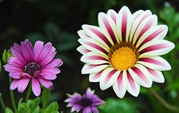 Violet Daisy Flower seeds for Planting - Sun Loving, Heirloom & GMO Free Seeds for Home Garden
Sale for planting in home garden.